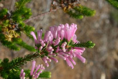 Fotografia da espécie Erica verticillata