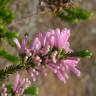 Fotografia 1 da espécie Erica verticillata do Jardim Botânico UTAD