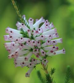 Fotografia da espécie Erica verticillata