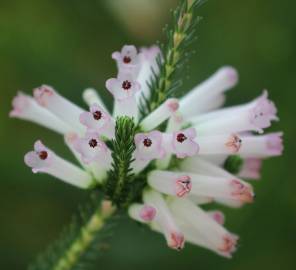 Fotografia da espécie Erica verticillata