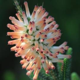 Fotografia da espécie Erica verticillata