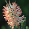 Fotografia 6 da espécie Erica verticillata do Jardim Botânico UTAD