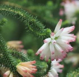 Fotografia da espécie Erica verticillata