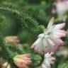 Fotografia 7 da espécie Erica verticillata do Jardim Botânico UTAD