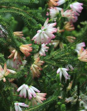 Fotografia 9 da espécie Erica verticillata no Jardim Botânico UTAD