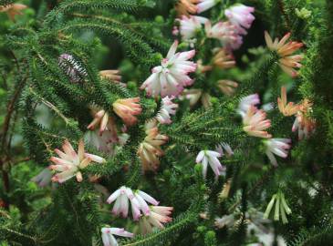 Fotografia da espécie Erica verticillata