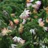 Fotografia 9 da espécie Erica verticillata do Jardim Botânico UTAD