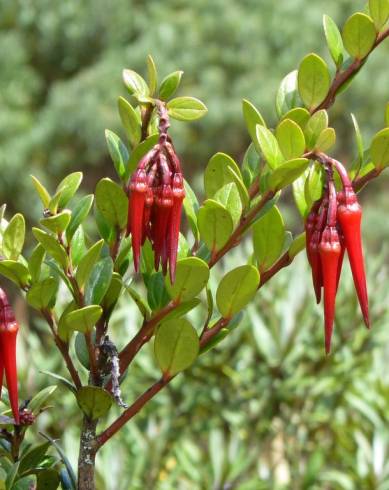 Fotografia de capa Ceratostema alatum - do Jardim Botânico