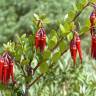 Fotografia 1 da espécie Ceratostema alatum do Jardim Botânico UTAD