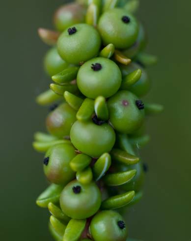 Fotografia de capa Empetrum nigrum subesp. nigrum - do Jardim Botânico