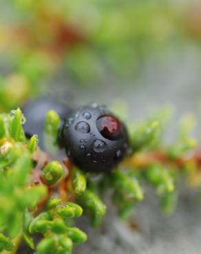 Fotografia 3 da espécie Empetrum nigrum subesp. nigrum no Jardim Botânico UTAD