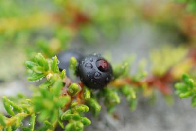 Fotografia da espécie Empetrum nigrum subesp. nigrum