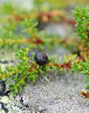 Fotografia 4 da espécie Empetrum nigrum subesp. nigrum no Jardim Botânico UTAD