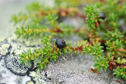 Fotografia da espécie Empetrum nigrum subesp. nigrum