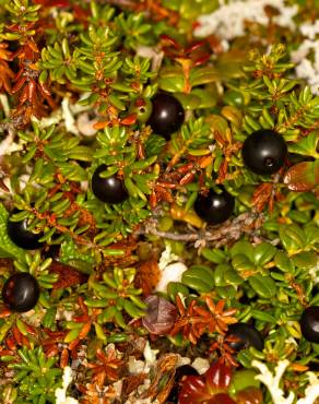 Fotografia 5 da espécie Empetrum nigrum subesp. nigrum no Jardim Botânico UTAD