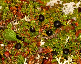 Fotografia da espécie Empetrum nigrum subesp. nigrum