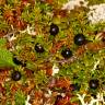 Fotografia 5 da espécie Empetrum nigrum subesp. nigrum do Jardim Botânico UTAD