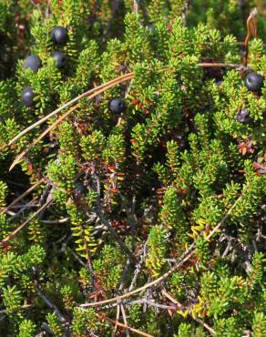 Fotografia 6 da espécie Empetrum nigrum subesp. nigrum no Jardim Botânico UTAD