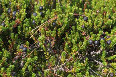 Fotografia da espécie Empetrum nigrum subesp. nigrum