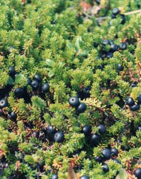 Fotografia 7 da espécie Empetrum nigrum subesp. nigrum no Jardim Botânico UTAD