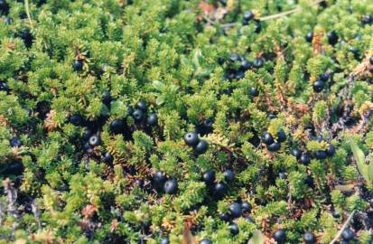 Fotografia da espécie Empetrum nigrum subesp. nigrum