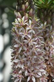 Fotografia da espécie Eucomis autumnalis