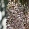 Fotografia 1 da espécie Eucomis autumnalis do Jardim Botânico UTAD