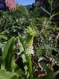 Fotografia da espécie Eucomis autumnalis