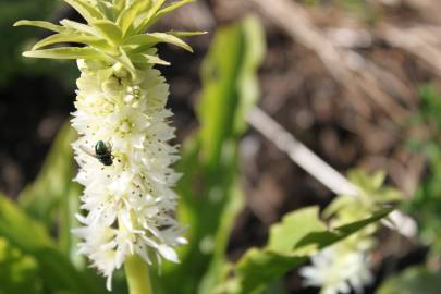 Fotografia da espécie Eucomis autumnalis