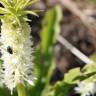 Fotografia 3 da espécie Eucomis autumnalis do Jardim Botânico UTAD