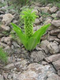 Fotografia da espécie Eucomis autumnalis