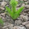 Fotografia 5 da espécie Eucomis autumnalis do Jardim Botânico UTAD