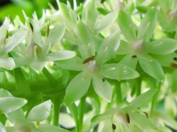 Fotografia da espécie Eucomis autumnalis