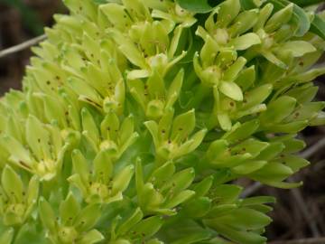 Fotografia da espécie Eucomis autumnalis