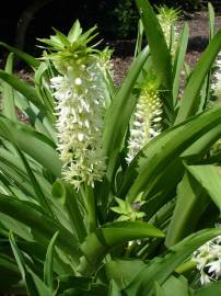 Fotografia da espécie Eucomis autumnalis