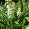 Fotografia 8 da espécie Eucomis autumnalis do Jardim Botânico UTAD