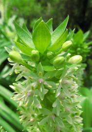 Fotografia da espécie Eucomis autumnalis