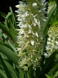 Fotografia da espécie Eucomis autumnalis