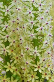 Fotografia da espécie Eucomis autumnalis