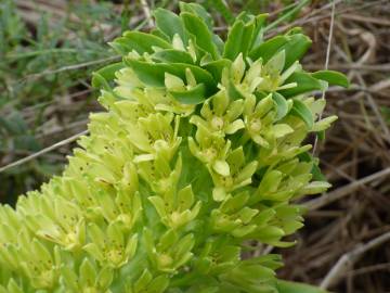 Fotografia da espécie Eucomis autumnalis