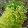 Fotografia 12 da espécie Eucomis autumnalis do Jardim Botânico UTAD