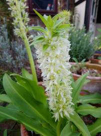 Fotografia da espécie Eucomis autumnalis