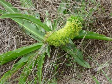 Fotografia da espécie Eucomis autumnalis