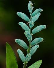 Fotografia da espécie Lachenalia viridiflora