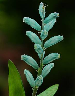 Fotografia 1 da espécie Lachenalia viridiflora no Jardim Botânico UTAD