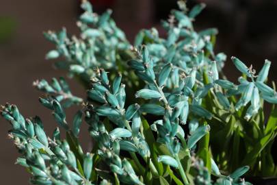 Fotografia da espécie Lachenalia viridiflora