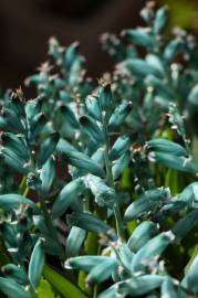 Fotografia da espécie Lachenalia viridiflora