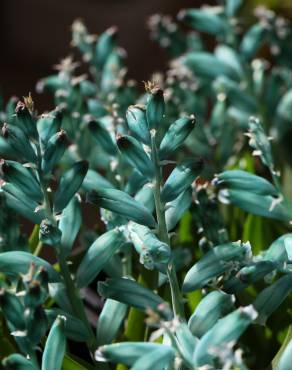 Fotografia 3 da espécie Lachenalia viridiflora no Jardim Botânico UTAD