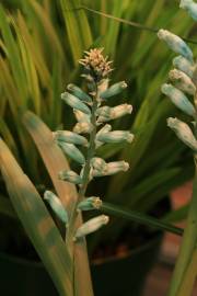 Fotografia da espécie Lachenalia viridiflora