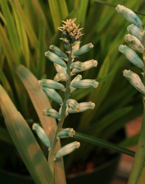 Fotografia 4 da espécie Lachenalia viridiflora no Jardim Botânico UTAD